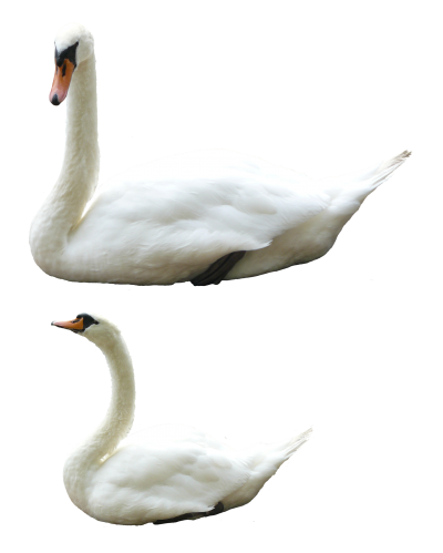 Swan Png images PNG Images