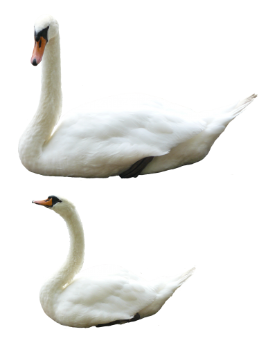 Swan Png Images PNG Images