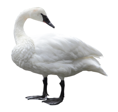 Swan Png Transparent Image PNG Images