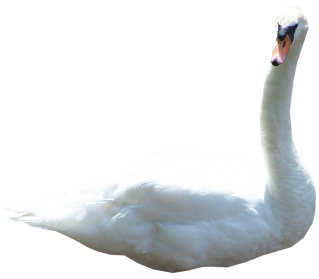 White Swan Png Images Transparent PNG Images