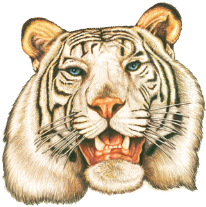 Tiger Tattoos Designs Images PNG Images