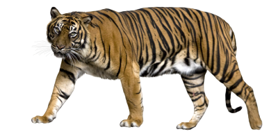 Siberian Big Tiger Background Transparent PNG Images