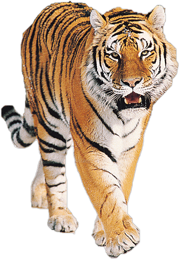 Walking Tiger Png PNG Images