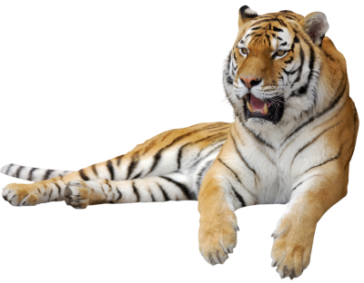 Tiger Mammals Transparent Background PNG Images