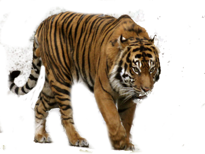 Big Tiger Transparent Wallpaper PNG Images