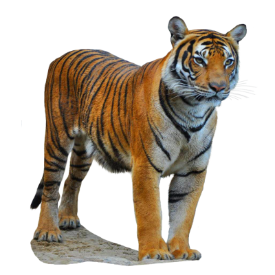 Splendid Tiger Transparent Images Download PNG Images