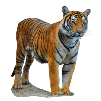 Download TIGER Free PNG transparent image and clipart