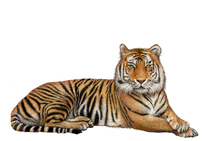 Tiger Lying Png Transparent Background PNG Images