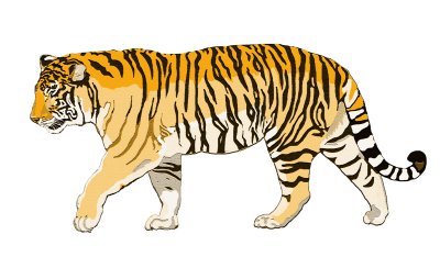 Drawing Tiger Artificial Transparent PNG Images