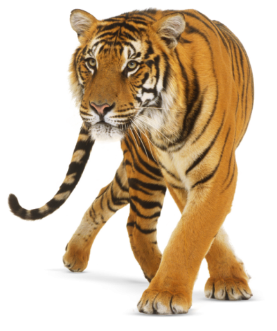 Orange Big Tiger Clipart PNG Images