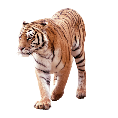 Download TIGER Free PNG transparent image and clipart