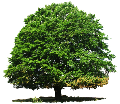 Big Tree Transparent Image PNG Images