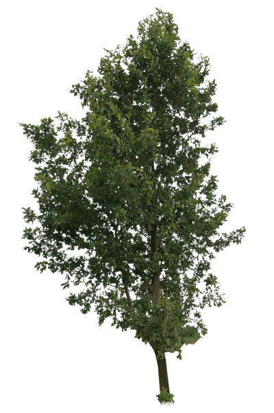 Cut Out People, Trees And Leaves Png PNG Images