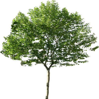Single Tree Png PNG Images