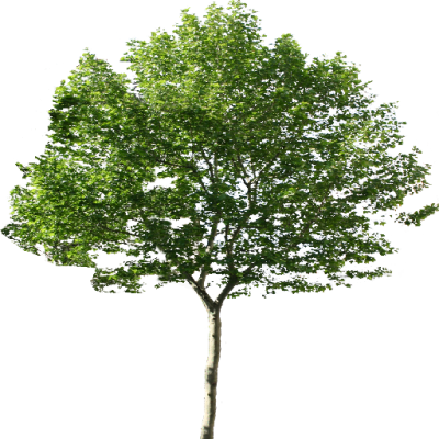 Download TREE Free PNG transparent image and clipart