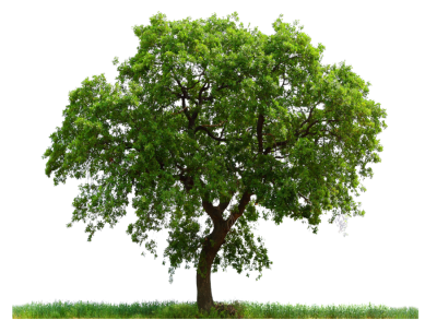 Tree images Picture PNG Images