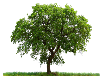 Tree Images Picture PNG Images