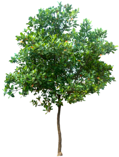 Download TREE Free PNG transparent image and clipart