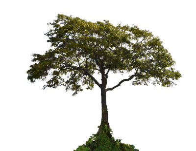 Tree Png Photo Pic PNG Images