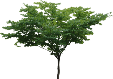 Download TREE Free PNG transparent image and clipart