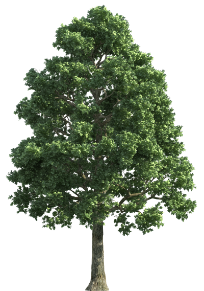 Download Tree Free Png Transparent Image And Clipart