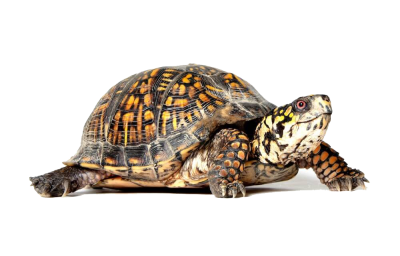 Turtle Transparent Background PNG Images