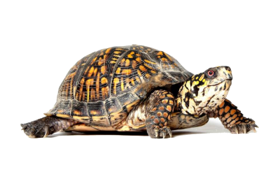 Turtle Cartoon png download - 1437*900 - Free Transparent Counterstrike Condition  Zero png Download. - CleanPNG / KissPNG