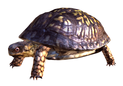 Turtle Clipart Transparent PNG Images