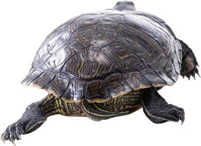 Turtle PNG Images