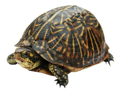 Turtle Clipart Photos PNG Images