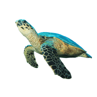 Turtle PNG Vector Images with Transparent background - TransparentPNG