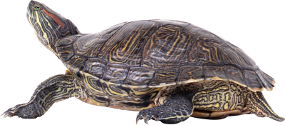 Turtle Transparent PNG Images