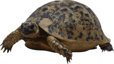 Turtle Animal Pic PNG Images