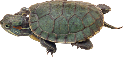 Turtle PNG Vector Images with Transparent background - TransparentPNG