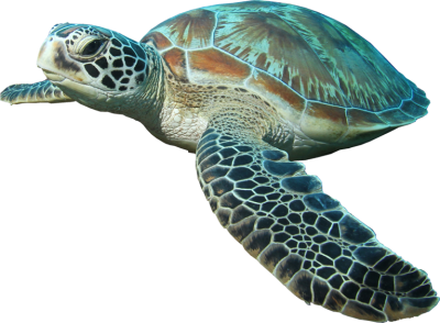 Download Download TURTLE Free PNG transparent image and clipart