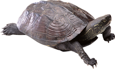 Turtle Transparent Background 4 PNG Images