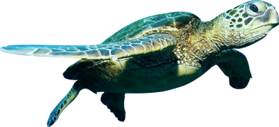 Turtle Clipart Transparent 10 PNG Images
