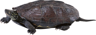 Turtle Transparent Background 9 PNG Images