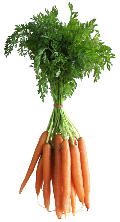 Carrots And Carrot Leaves Png PNG Images
