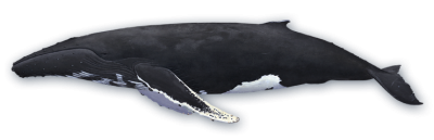 Download Whale PNG PNG Images