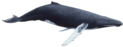 Whale Free Download Transparent PNG Images