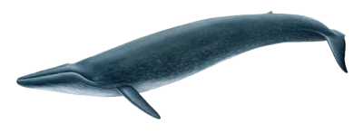 Whale Free Transparent Png PNG Images