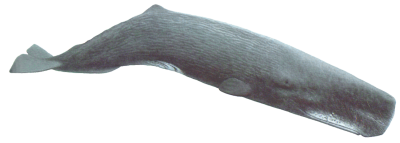 Whale Free Cut Out PNG Images