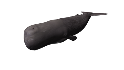 Whale Simple PNG Images