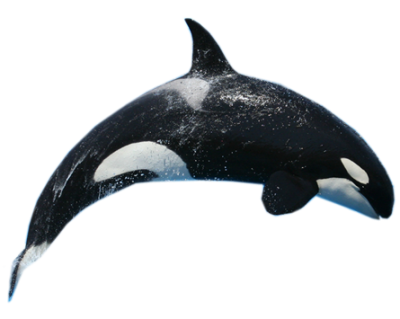 Whale Vector PNG Images