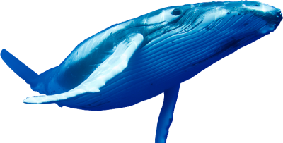Whale Photos PNG Images