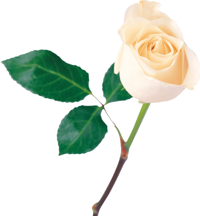 White Rose Picture PNG Images