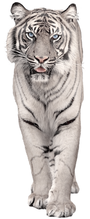 White Tiger Clipart PNG File PNG Images