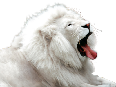 White Tiger Cut Out Png PNG Images