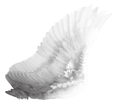 Wings Cut Out PNG Images